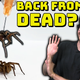 What is a Necrobotic Spider?